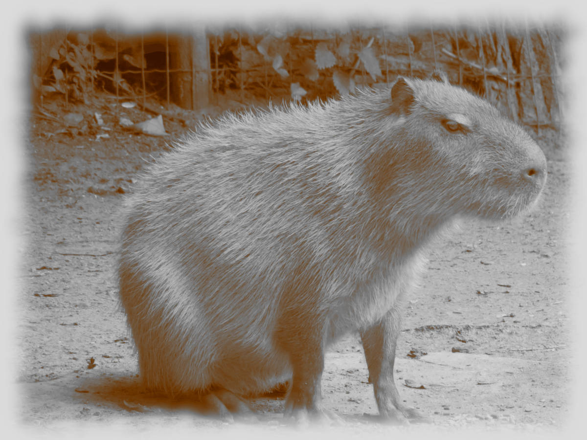 Il capibara (Hydrochoerus hydrochaeris)