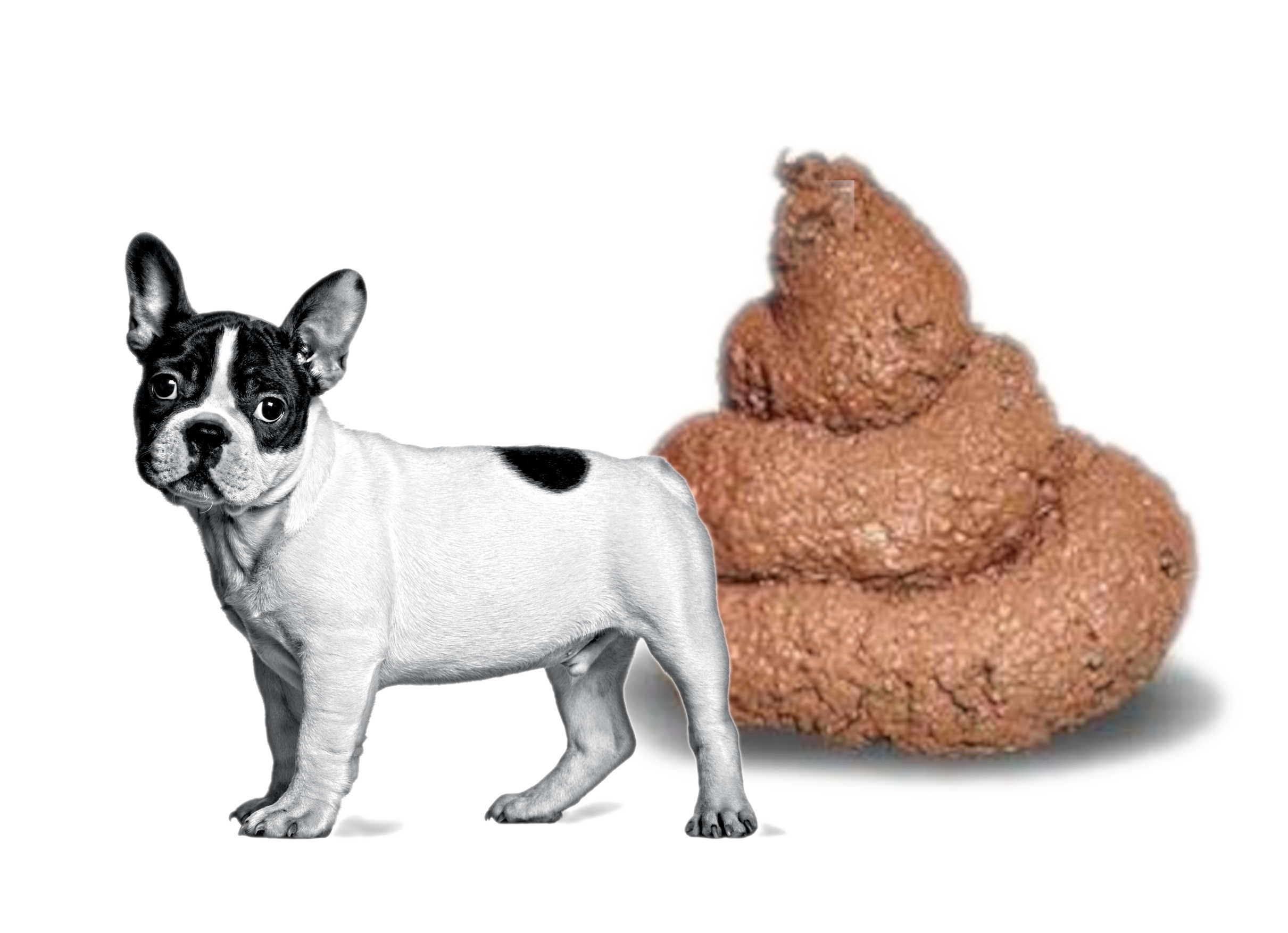 Bouledogue Francese di Gelso